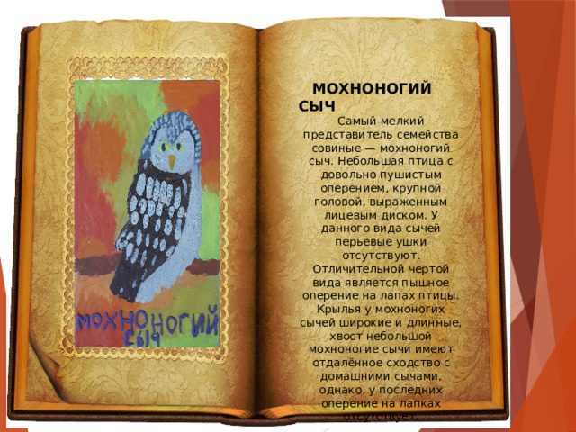  МОХНОНОГИЙ СЫЧ Самый мелкий представитель семейства совиные — мохноногий сыч. Небольшая птица с довольно пушистым оперением, крупной головой, выраженным лицевым диском. У данного вида сычей перьевые ушки отсутствуют. Отличительной чертой вида является пышное оперение на лапах птицы. Крылья у мохноногих сычей широкие и длинные, хвост небольшой мохноногие сычи имеют отдалённое сходство с домашними сычами, однако, у последних оперение на лапках отсутствует.  