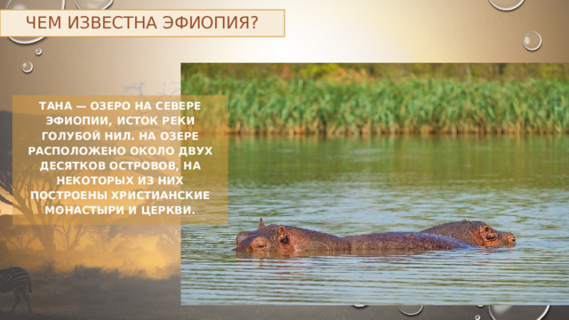 Чем известна Эфиопия? Тана — озеро на севере Эфиопии, исток реки Голубой Нил. На озере расположено около двух десятков островов, на некоторых из них построены христианские монастыри и церкви. 