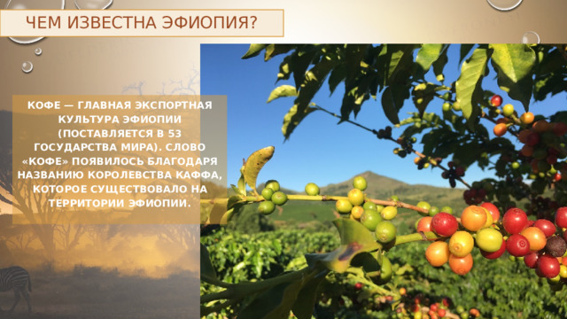 Чем известна Эфиопия? Кофе — главная экспортная культура Эфиопии (поставляется в 53 государства мира). Слово «кофе» появилось благодаря названию королевства Каффа, которое существовало на территории Эфиопии. 