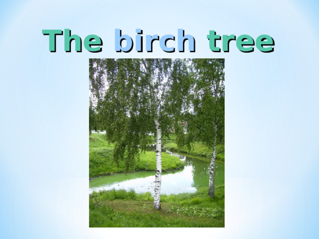 The  birch  tree 
