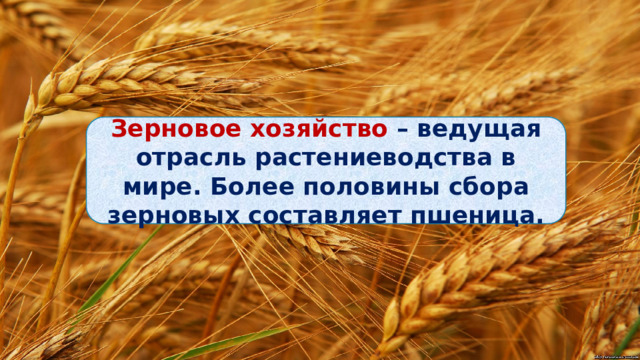 Зерновое хозяйство – ведущая отрасль растениеводства в мире. Более половины сбора зерновых составляет пшеница. 