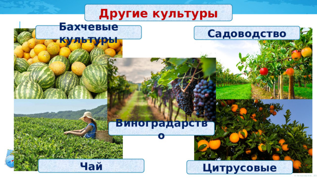 Другие культуры Бахчевые культуры Садоводство Виноградарство Чай Цитрусовые 