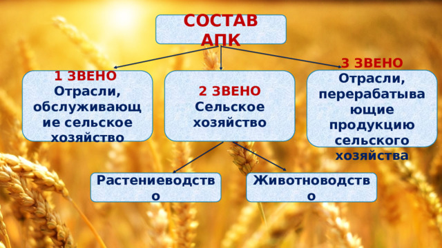 СОСТАВ АПК 3 ЗВЕНО Отрасли, перерабатывающие продукцию сельского хозяйства 1 ЗВЕНО 2 ЗВЕНО Отрасли, обслуживающие сельское хозяйство Сельское хозяйство Растениеводство Животноводство 