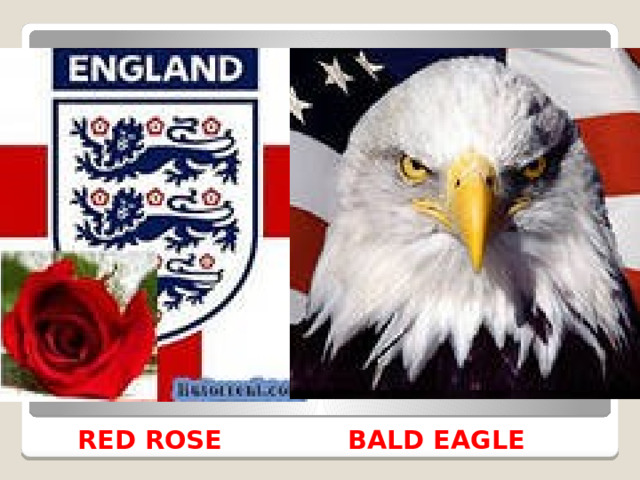 RED ROSE BALD EAGLE 