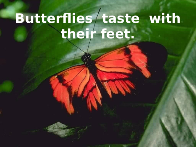 Butterflies taste with their feet. 