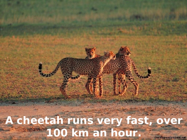 A cheetah runs very fast, over 100 km an hour. 