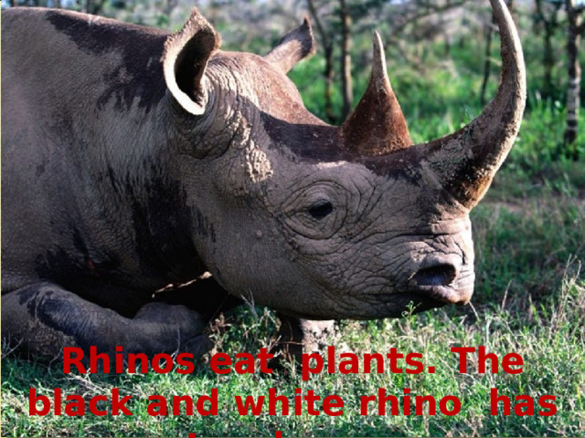 Rhinos eat plants. The black and white rhino has two horns. 