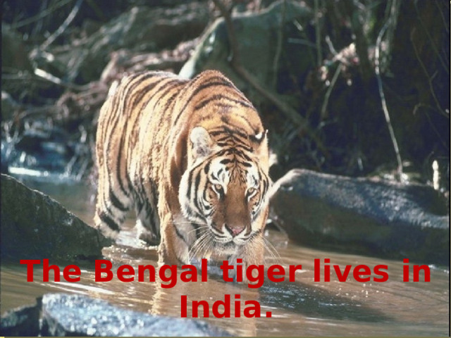 The Bengal tiger lives in India. 