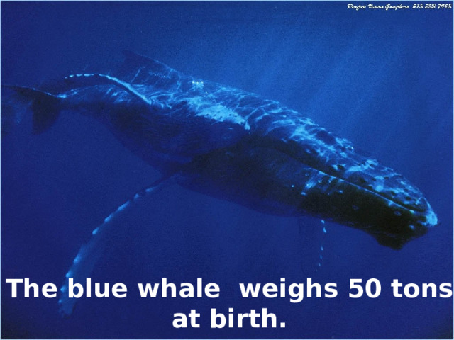 The blue whale weighs 50 tons at birth. 