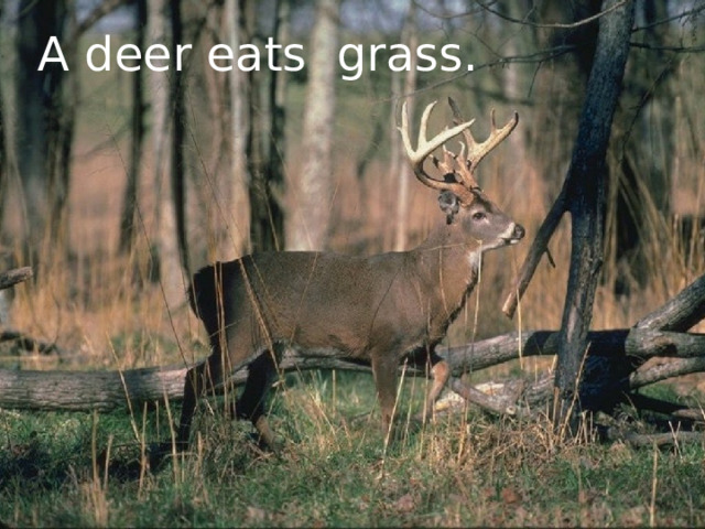 A deer eats grass. 