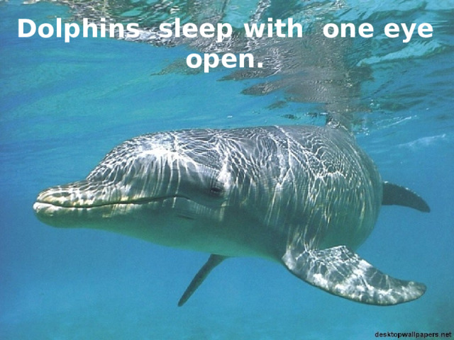 Dolphins sleep with one eye open. 