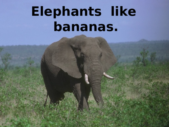 Elephants like bananas. 