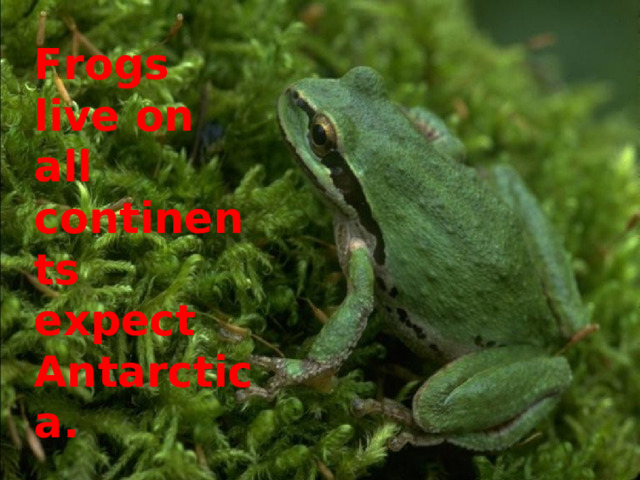 Frogs live on all continents expect Antarctica. 