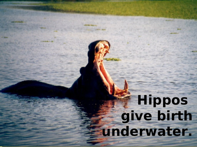 Hippos give birth underwater. 