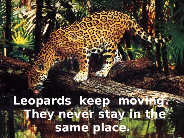 Leopards keep moving.  They never stay in the same place. 