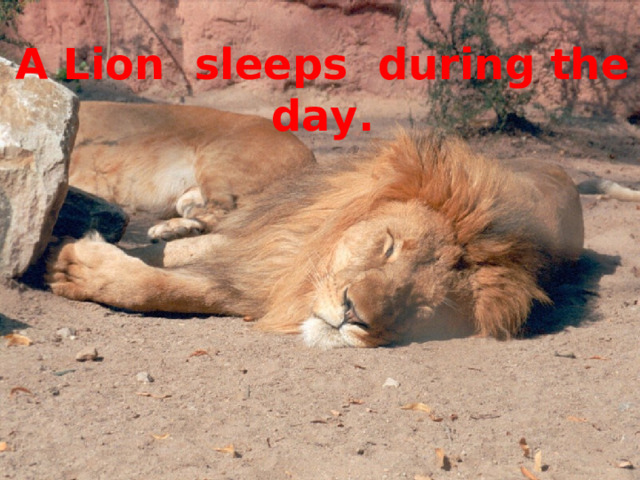 A Lion sleeps during the day.  