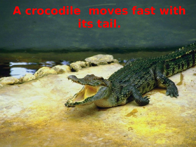 A crocodile moves fast with its tail. 