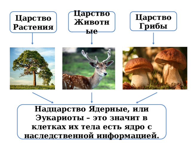 Царство Грибы Царство Животные Царство Растения Надцарство Ядерные, или Эукариоты – это значит в клетках их тела есть ядро с наследственной информацией. 