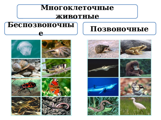 Многоклеточные животные Беспозвоночные Позвоночные 