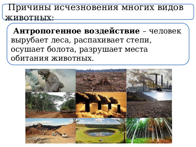  Причины исчезновения многих видов животных:  Антропогенное воздействие – человек вырубает леса, распахивает степи, осушает болота, разрушает места обитания животных. 