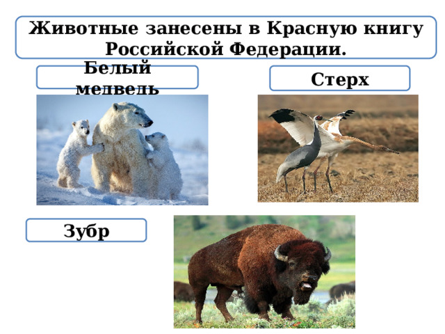 Животные занесены в Красную книгу Российской Федерации. Белый медведь Стерх Зубр 