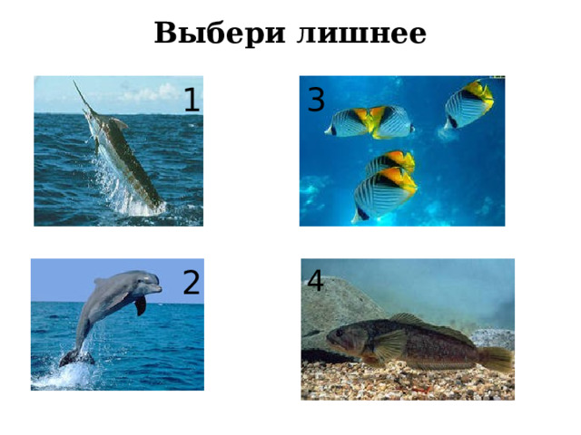Выбери лишнее 1 3 2 4 