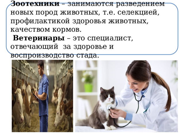 Зоотехники – занимаются разведением новых пород животных, т.е. селекцией, профилактикой здоровья животных, качеством кормов.  Ветеринары – это специалист, отвечающий за здоровье и воспроизводство стада. 