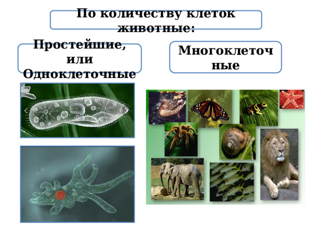  По количеству клеток животные: Многоклеточные Простейшие, или Одноклеточные 