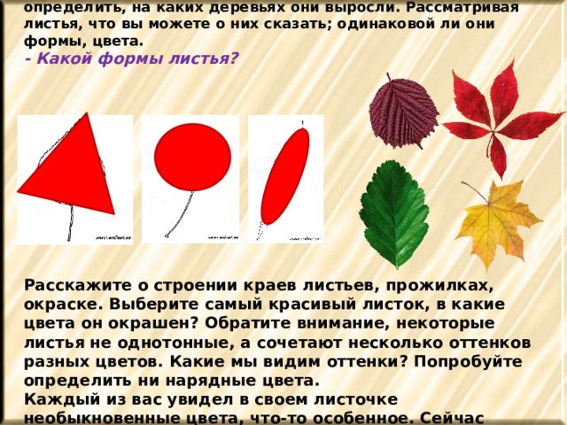 Посмотрите, как красивы осенние листья! Попробуйте определить, на каких деревьях они выросли. Рассматривая листья, что вы можете о них сказать; одинаковой ли они формы, цвета. - Какой формы листья?        Расскажите о строении краев листьев, прожилках, окраске. Выберите самый красивый листок, в какие цвета он окрашен? Обратите внимание, некоторые листья не однотонные, а сочетают несколько оттенков разных цветов. Какие мы видим оттенки? Попробуйте определить ни нарядные цвета. Каждый из вас увидел в своем листочке необыкновенные цвета, что-то особенное. Сейчас представим себя вот таким осенним листочком. 
