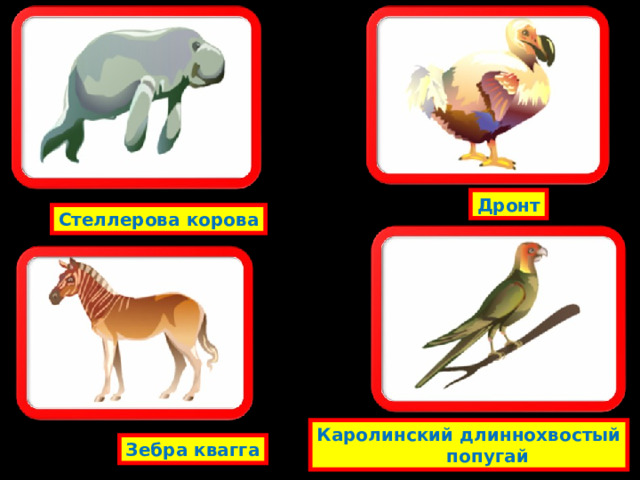 Дронт Стеллерова корова Каролинский длиннохвостый  попугай Зебра квагга 