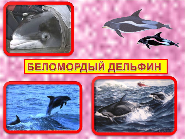 БЕЛОМОРДЫЙ ДЕЛЬФИН 