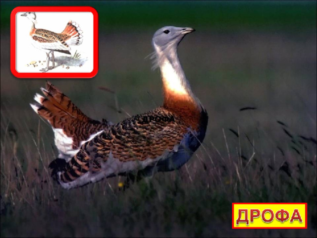 ДРОФА 
