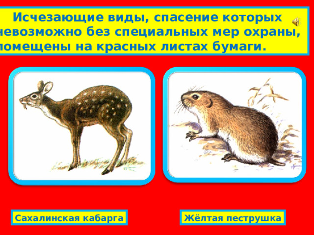  Исчезающие виды, спасение которых невозможно без специальных мер охраны, помещены на красных листах бумаги. Сахалинская кабарга Жёлтая пеструшка 