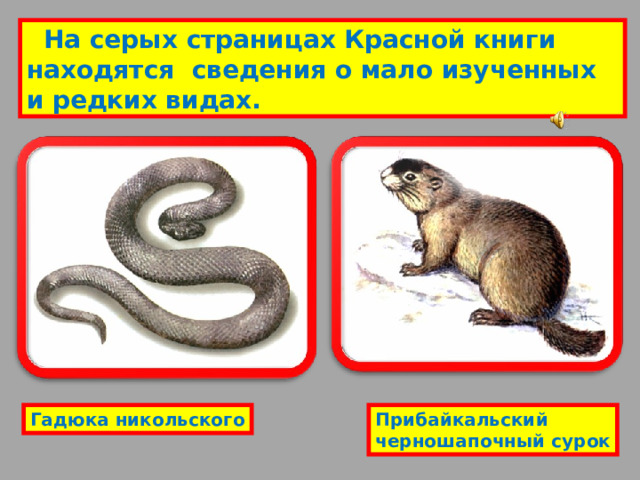  На серых страницах Красной книги находятся сведения о мало изученных и редких видах. Гадюка никольского Прибайкальский черношапочный сурок 