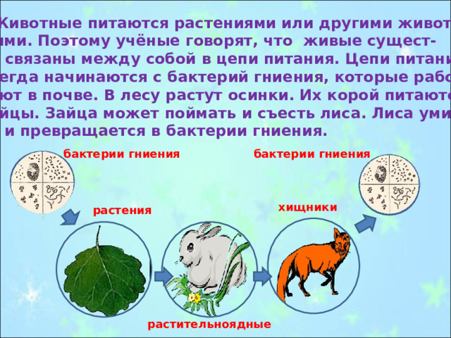  Животные питаются растениями или другими живот- ными. Поэтому учёные говорят, что живые сущест- ва связаны между собой в цепи питания. Цепи питания всегда начинаются с бактерий гниения, которые рабо- тают в почве. В лесу растут осинки. Их корой питаются зайцы. Зайца может поймать и съесть лиса. Лиса умира- ет и превращается в бактерии гниения. бактерии гниения бактерии гниения хищники растения растительноядные 