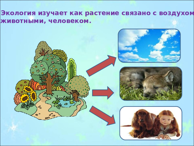 Экология изучает как растение связано с воздухом, с животными, человеком. 