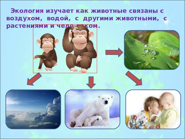  Экология изучает как животные связаны с воздухом, водой, с другими животными, с растениями и чело-веком. 
