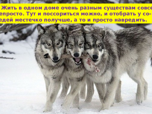  Жить в одном доме очень разным существам совсем непросто. Тут и поссориться можно, и отобрать у со- седей местечко получше, а то и просто навредить. 