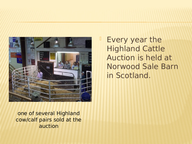 Every year the Highland Cattle Auction is held at Norwood Sale Barn in Scotland. one of several Highland cow/calf pairs sold at the auction 