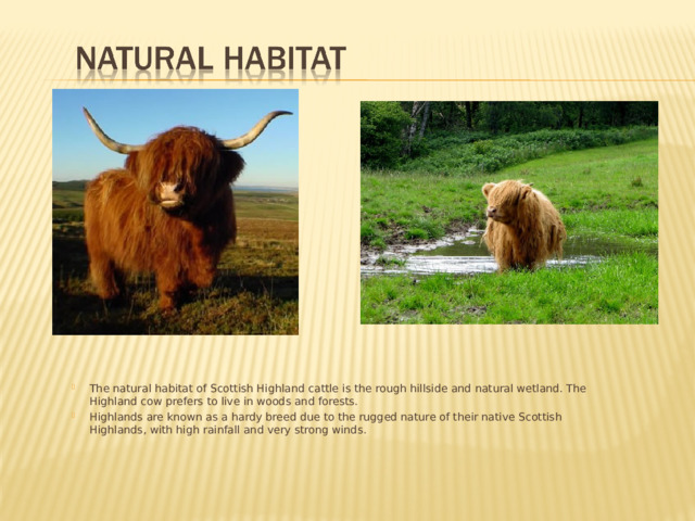 The natural habitat of Scottish Highland cattle is the rough hillside and natural wetland. The Highland cow prefers to live in woods and forests. Highlands are known as a hardy breed due to the rugged nature of their native Scottish Highlands, with high rainfall and very strong winds.   