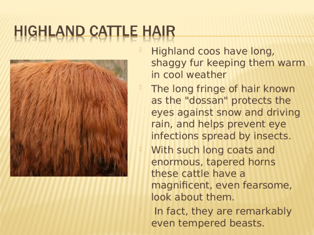 Highland coos have long, shaggy fur keeping them warm in cool weather The long fringe of hair known as the 