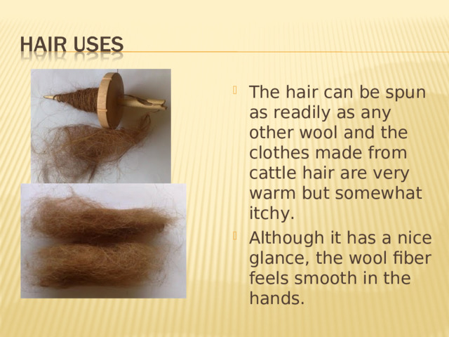 The hair can be spun as readily as any other wool and the clothes made from cattle hair are very warm but somewhat itchy. Although it has a nice glance, the wool fiber feels smooth in the hands.  