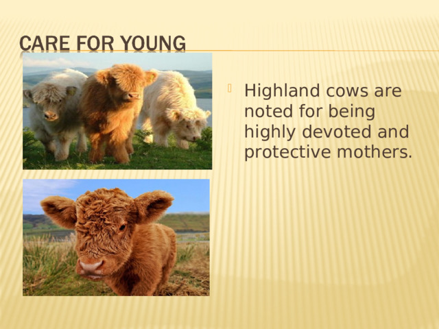 Highland cows are noted for being highly devoted and protective mothers.  