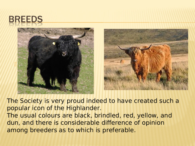 Co The Society is very proud indeed to have created such a popular icon of the Highlander. The usual colours are black, brindled, red, yellow, and dun, and there is considerable difference of opinion among breeders as to which is preferable. 