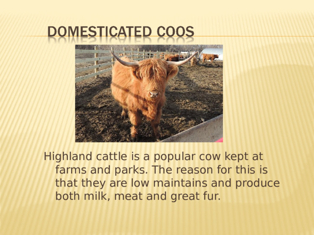 Highland cattle is a popular cow kept at farms and parks. The reason for this is that they are low maintains and produce both milk, meat and great fur. 