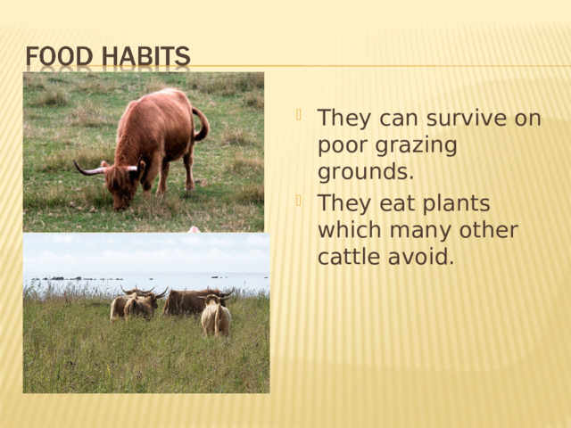 They can survive on poor grazing grounds. They eat plants which many other cattle avoid.  