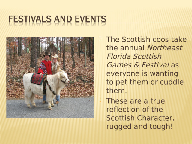 The Scottish coos take the annual Northeast Florida Scottish Games & Festival as everyone is wanting to pet them or cuddle them. These are a true reflection of the Scottish Character, rugged and tough! 