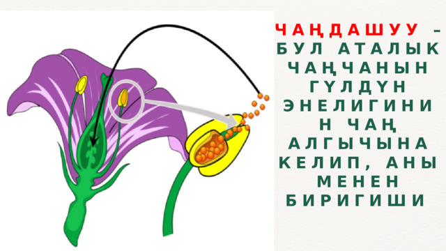 ЧАҢДАШУУ – БУЛ АТАЛЫК ЧАҢЧАНЫН ГҮЛДҮН ЭНЕЛИГИНИН ЧАҢ АЛГЫЧЫНА КЕЛИП, АНЫ МЕНЕН БИРИГИШИ 