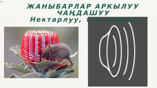 Н ЖАНЫБАРЛАР АРКЫЛУУ ЧАҢДАШУУ Нектарлуу, топ гүлдүү 