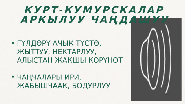 КУРТ-КУМУРСКАЛАР АРКЫЛУУ ЧАҢДАШУУ ГҮЛДӨРҮ АЧЫК ТҮСТӨ, ЖЫТТУУ, НЕКТАРЛУУ, АЛЫСТАН ЖАКШЫ КӨРҮНӨТ ГҮЛДӨРҮ АЧЫК ТҮСТӨ, ЖЫТТУУ, НЕКТАРЛУУ, АЛЫСТАН ЖАКШЫ КӨРҮНӨТ ЧАҢЧАЛАРЫ ИРИ, ЖАБЫШЧААК, БОДУРЛУУ ЧАҢЧАЛАРЫ ИРИ, ЖАБЫШЧААК, БОДУРЛУУ 